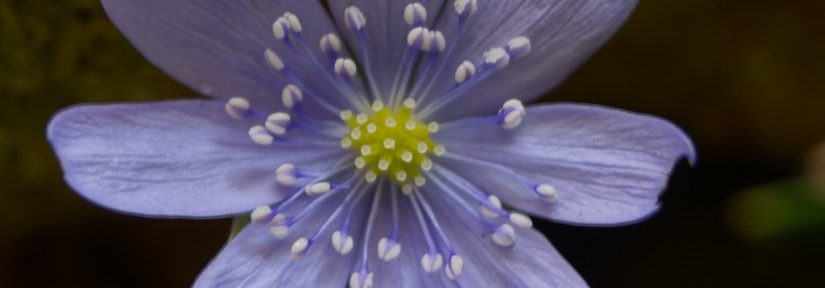 cropped-dsc076191.jpg